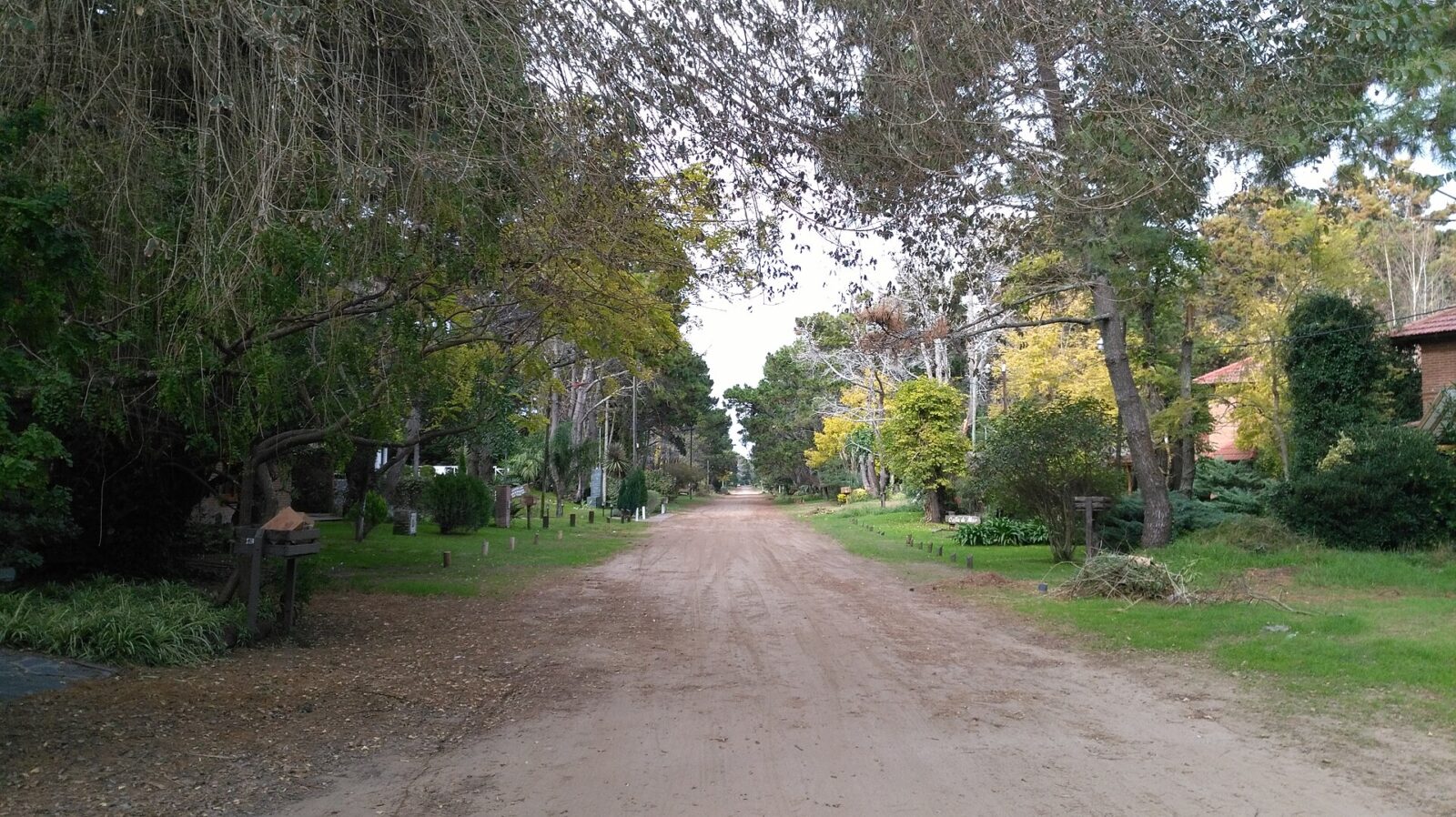 Una calle entre los pinos de Costa del Este