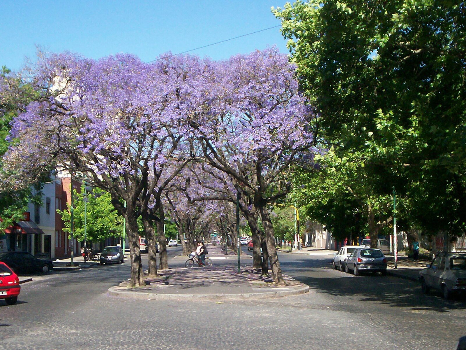 Los jacarandás en flor de la Diagonal 73 de La Plata